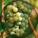 Frischer Genuss aus Portugal: Vinho Verde - Leicht,...