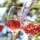 Entdecken Sie den Charme des Muskat-Trollinger Rosé: Ein vollmundiges Weinabenteuer aus Schwaben mit exotischer Note und langanhaltendem Genuss!
