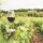 Satin Noir Grand Vin Kräftig-würziger Genuss mit langzeitgereifter Raffinesse – perfekt ausbalanciert für Philosophieren & Gaumenfreuden!Barrique Faßausbau